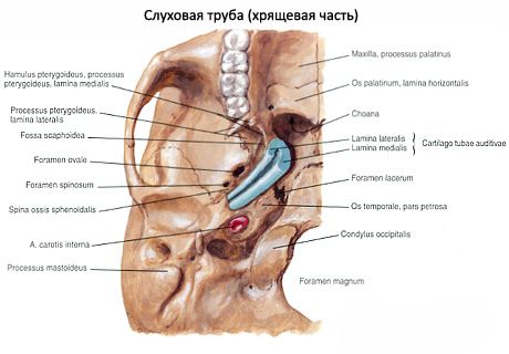 Tuba pendengaran (Eustachius)