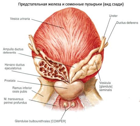 Kelenjar prostat (prostat)
