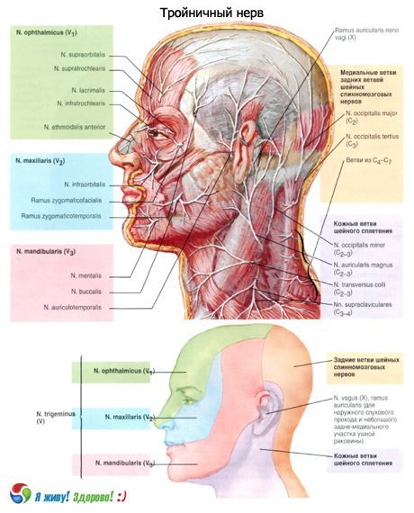 Saraf trigeminal